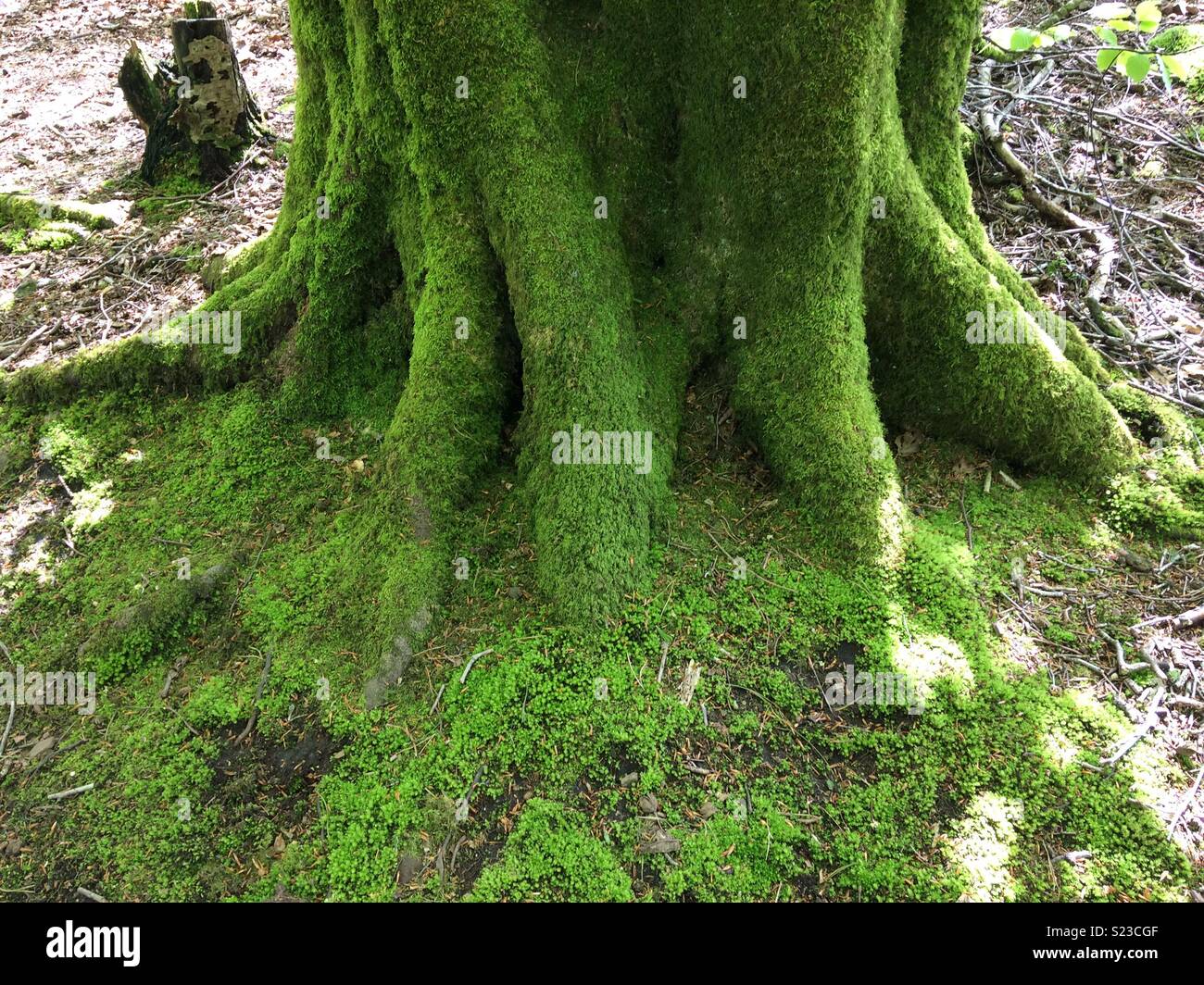 Les racines des arbres verts moussus Banque D'Images