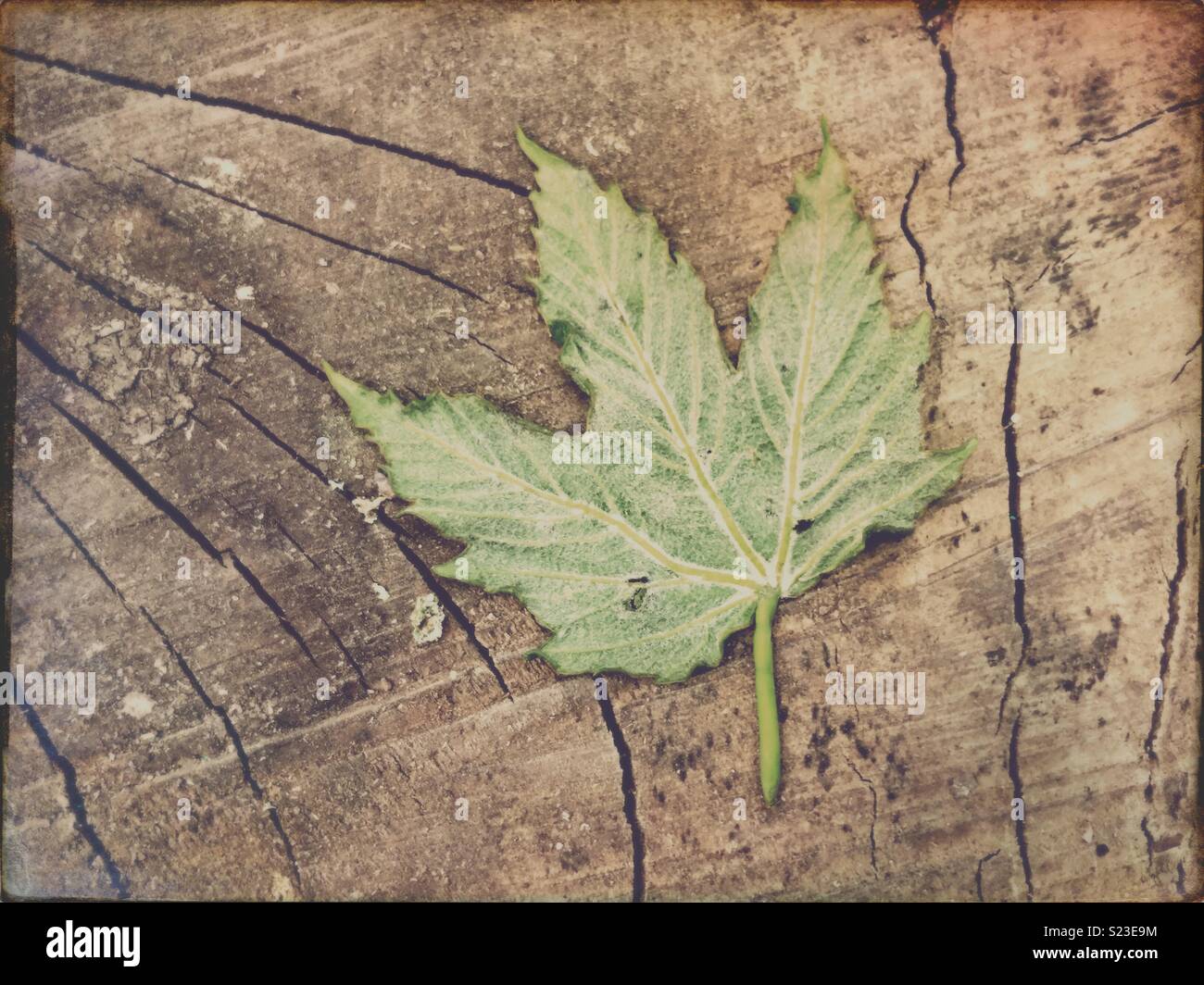 Feuille sur fond de bois. - Image de stock capturée avec un smartphone