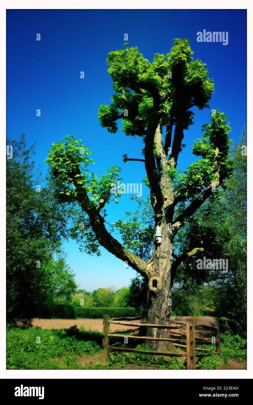 Arbre dans l'été avec cabane et ciel bleu. Banque D'Images