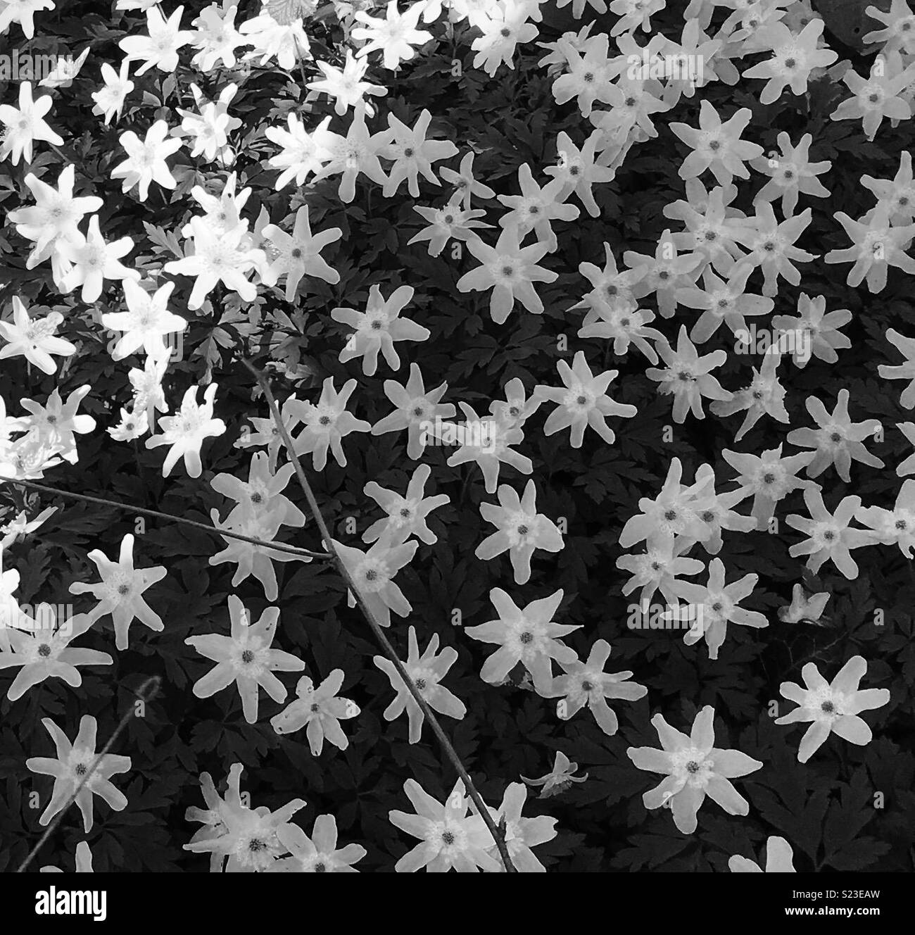 Photo en noir et blanc de fleurs en forme d'étoile. Banque D'Images