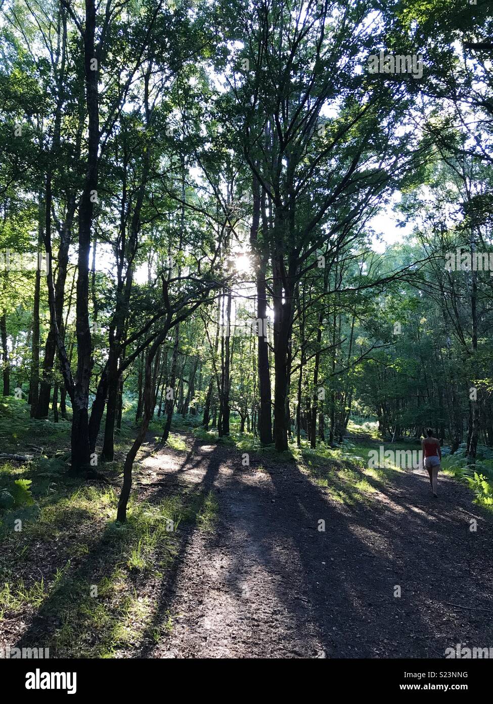 La lumière du soleil à travers les arbres Banque D'Images