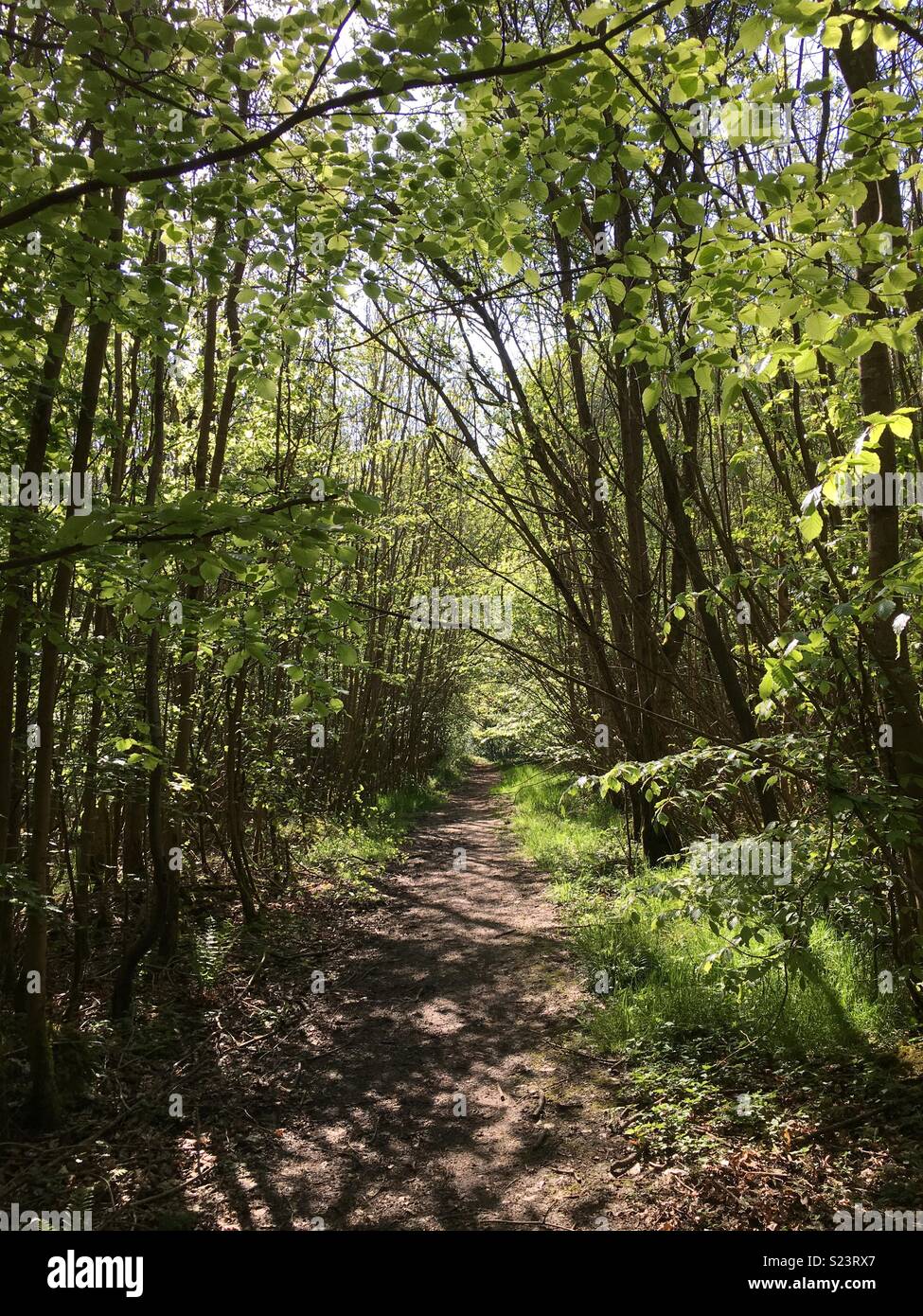 Chemin des bois, la reine Elizabeth Country Park, Hampshire, Angleterre Banque D'Images