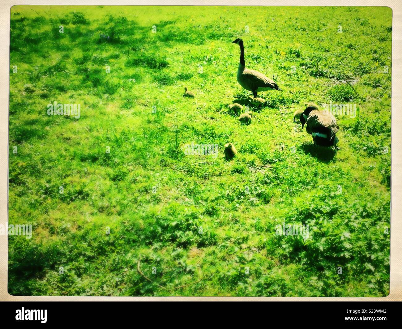 Famille d'oies. Une paire avec des oisons. - Image de stock capturée avec un smartphone