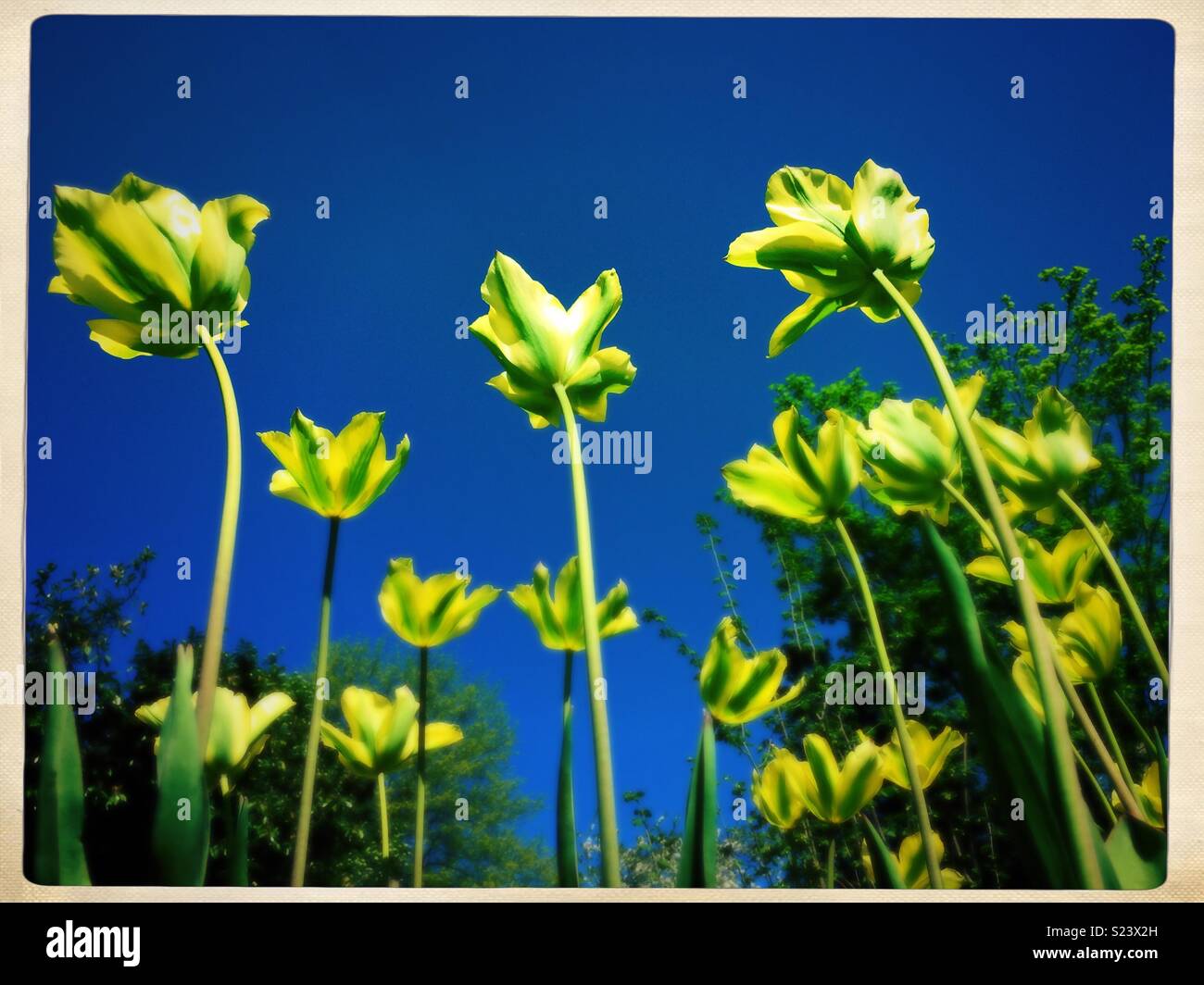 Les tulipes de dessous avec fond de ciel bleu. Banque D'Images