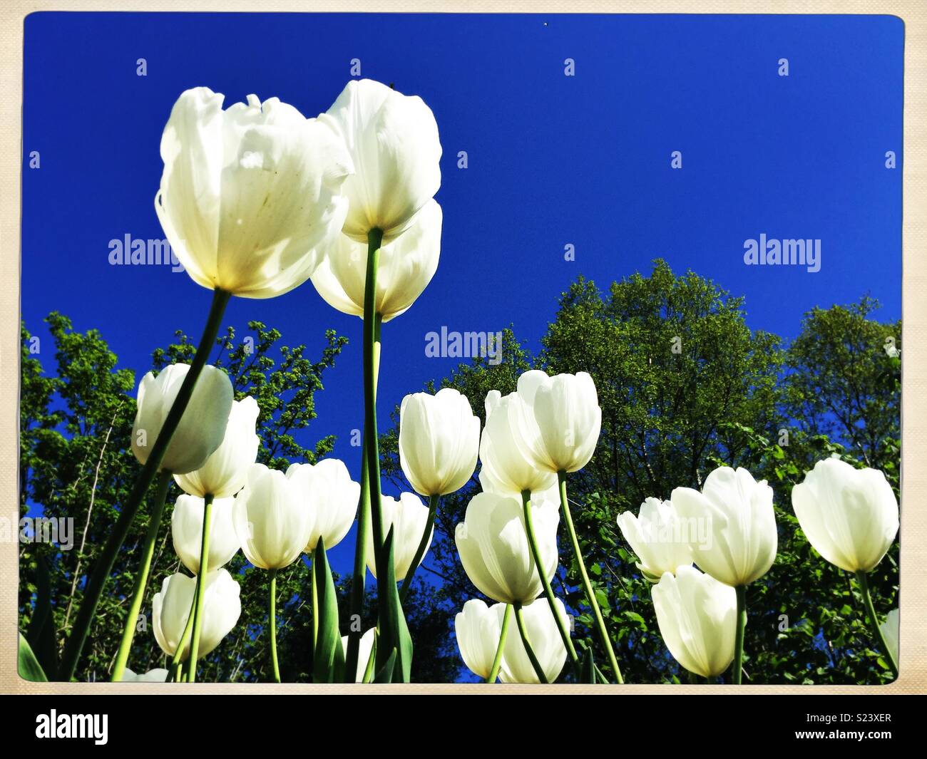 Tulipes blanches d'en bas contre un ciel bleu. Banque D'Images