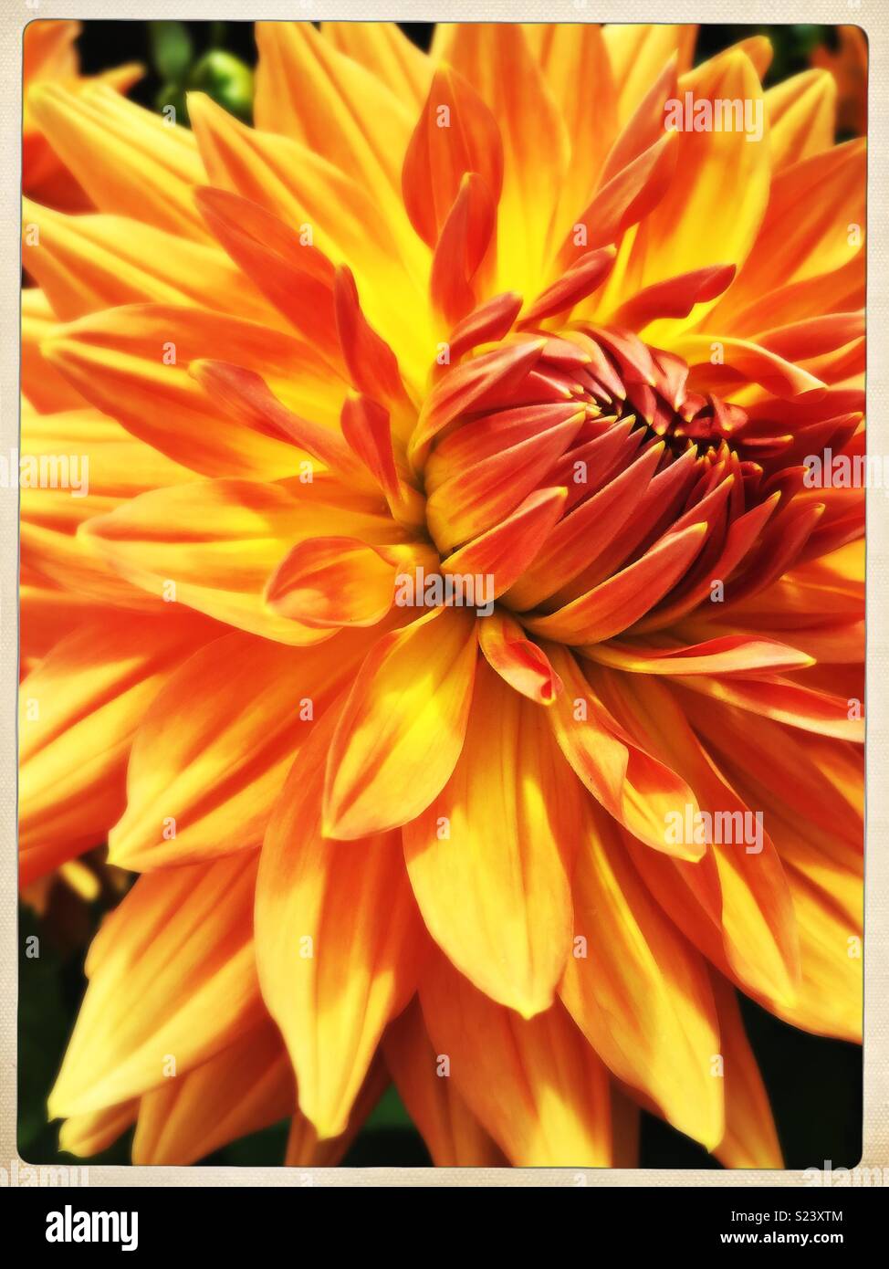 Grosse orange/jaune fleur dahlia close up. Banque D'Images