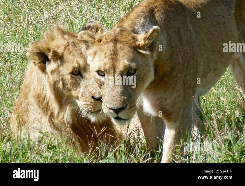 Les lions en Tanzanie Banque D'Images