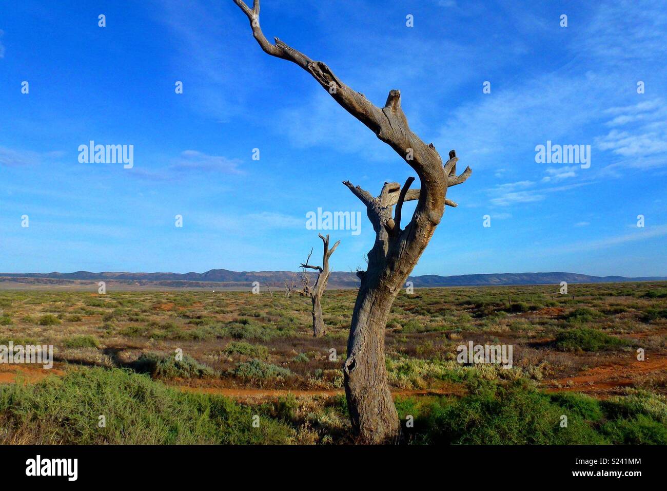 Old dead tree en Australie centrale Banque D'Images