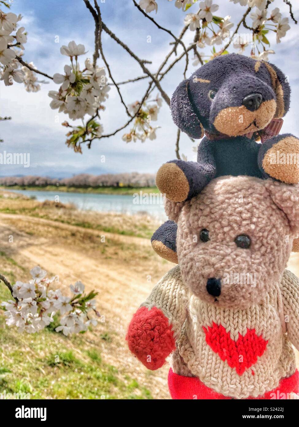 Animaux en peluche jouant en vertu de cerisiers au Japon. Banque D'Images