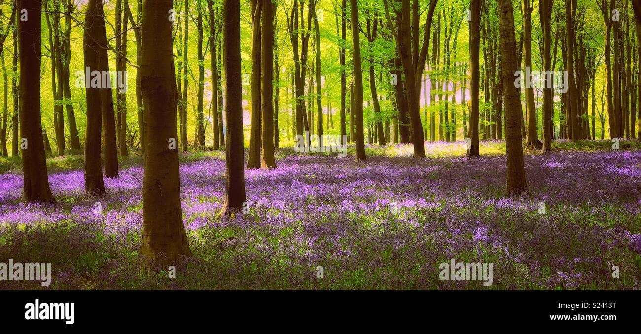 Dans un bois léger pommelé de Bluebell flowers (Hyacinthode non Scripta). Se sentir bien une photo de paysage avec de nombreuses possibilités d'utilisation. Crédits photos - © COLIN HOSKINS. - Image de stock capturée avec un smartphone