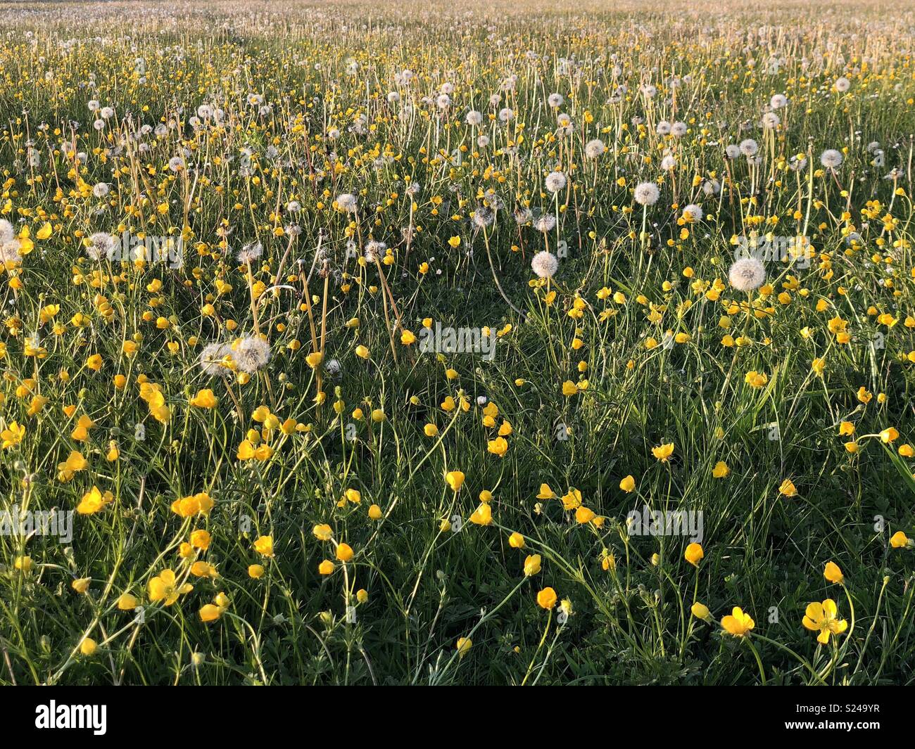 Pré de fleurs sauvages au coucher du soleil, Wemmel, Essex - Image de stock capturée avec un smartphone