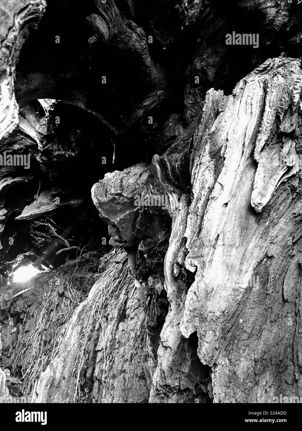 Trou noir dans le tronc d'un vieil arbre Banque D'Images