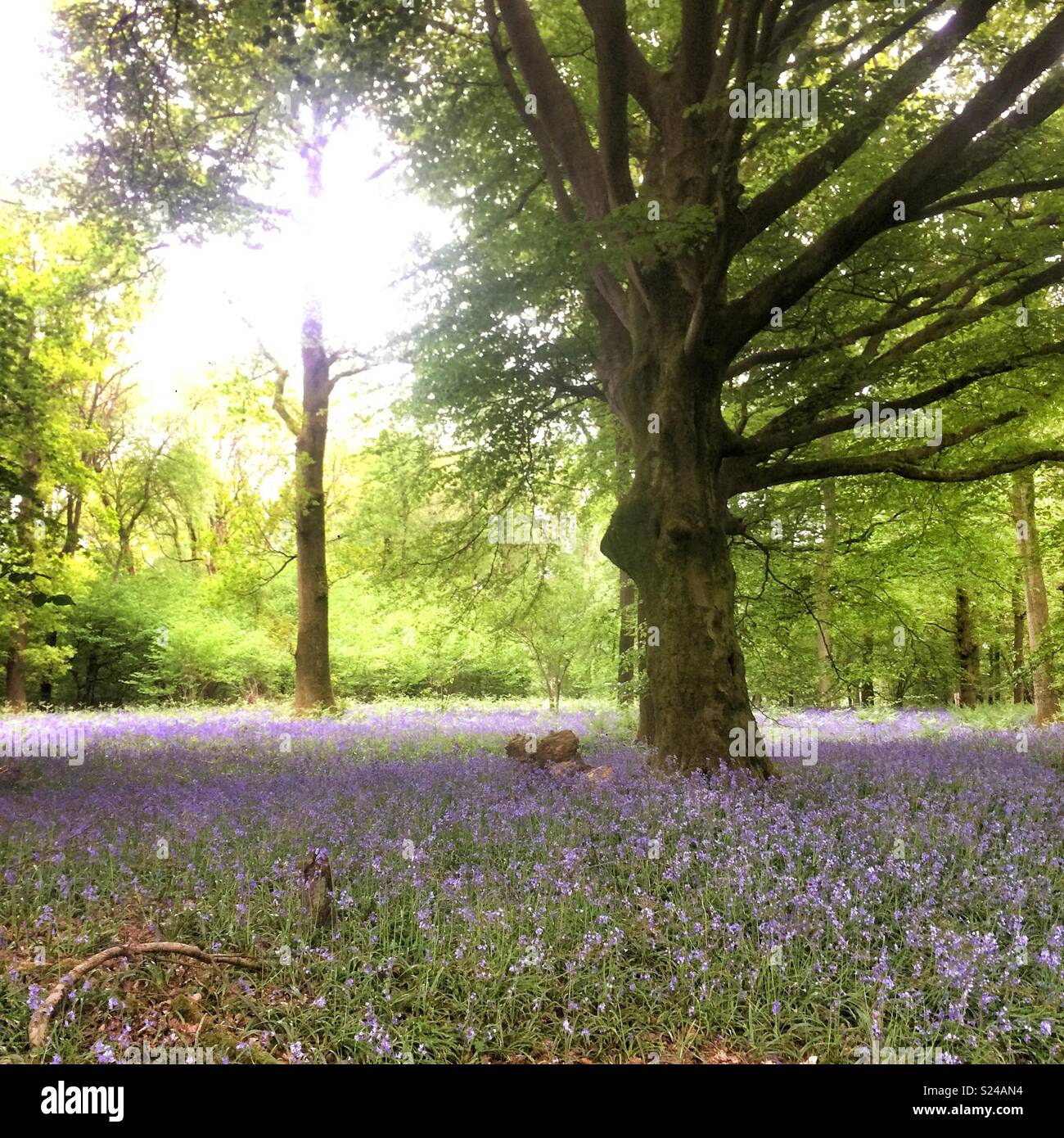 Bluebell woodlands, Medstead, Alton, Hampshire, Angleterre, Royaume-Uni. Banque D'Images