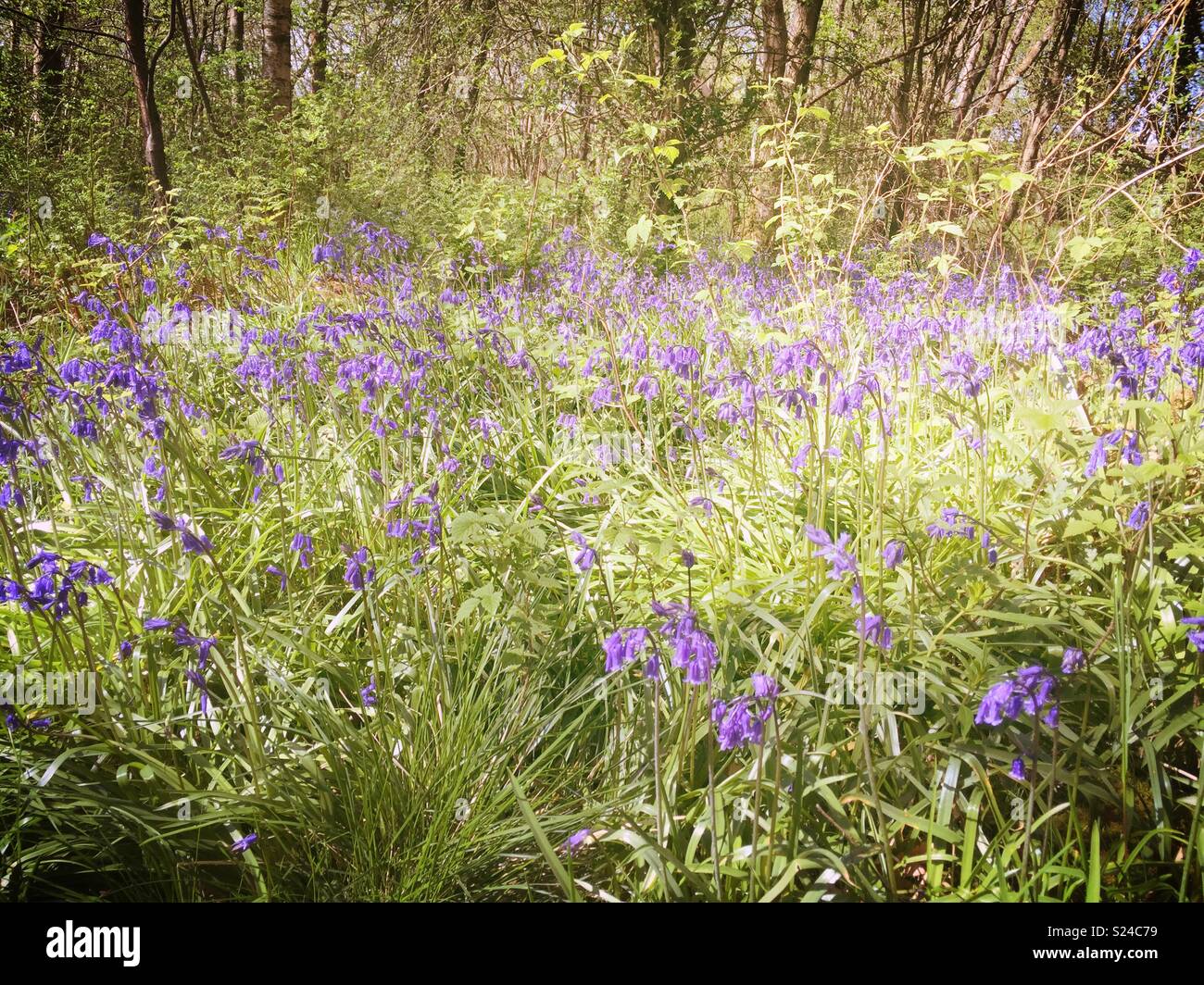 Eglinton Country Park, Ecosse Banque D'Images