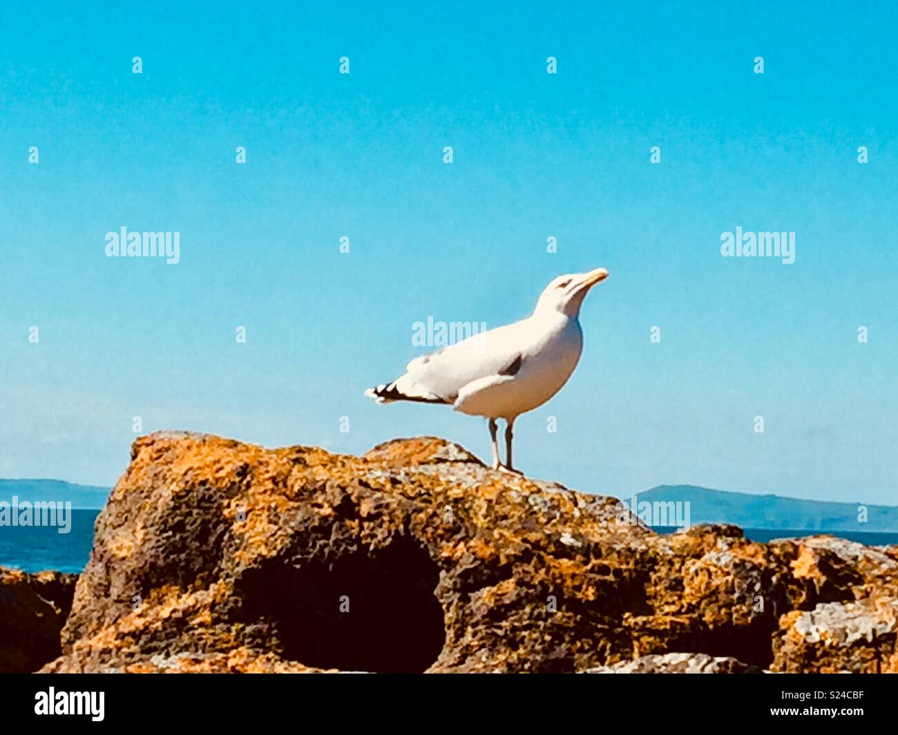 Seagull sur haut de couvert de lichen rock. Banque D'Images