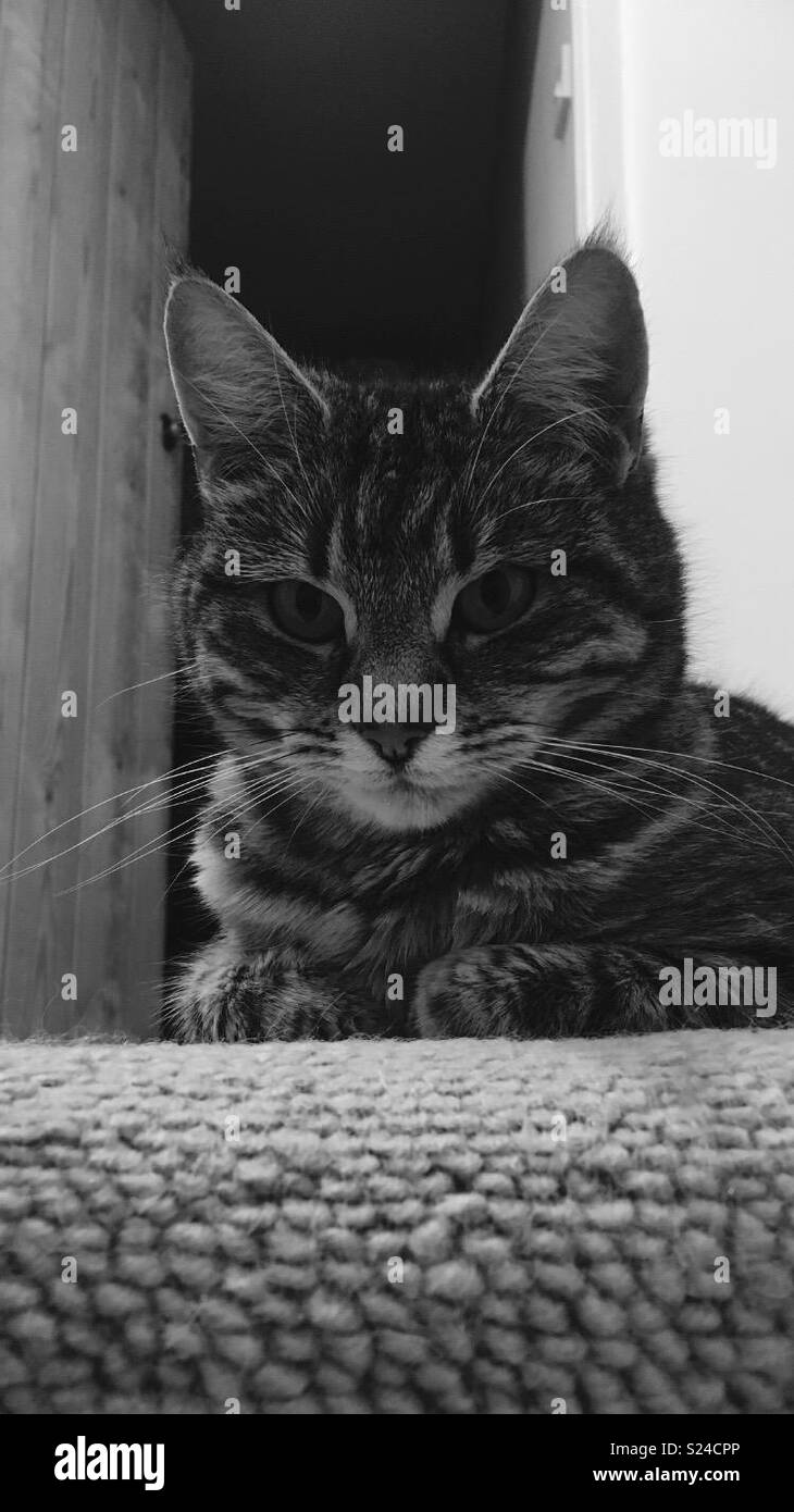 Photo Noir Et Blanc Chat Tigre Singebloggg