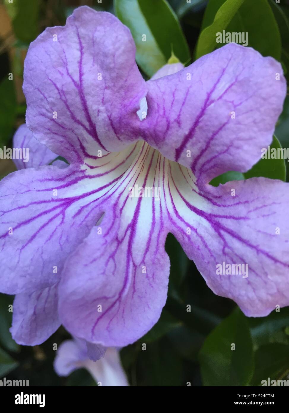 Fleur pourpre - Image de stock capturée avec un smartphone
