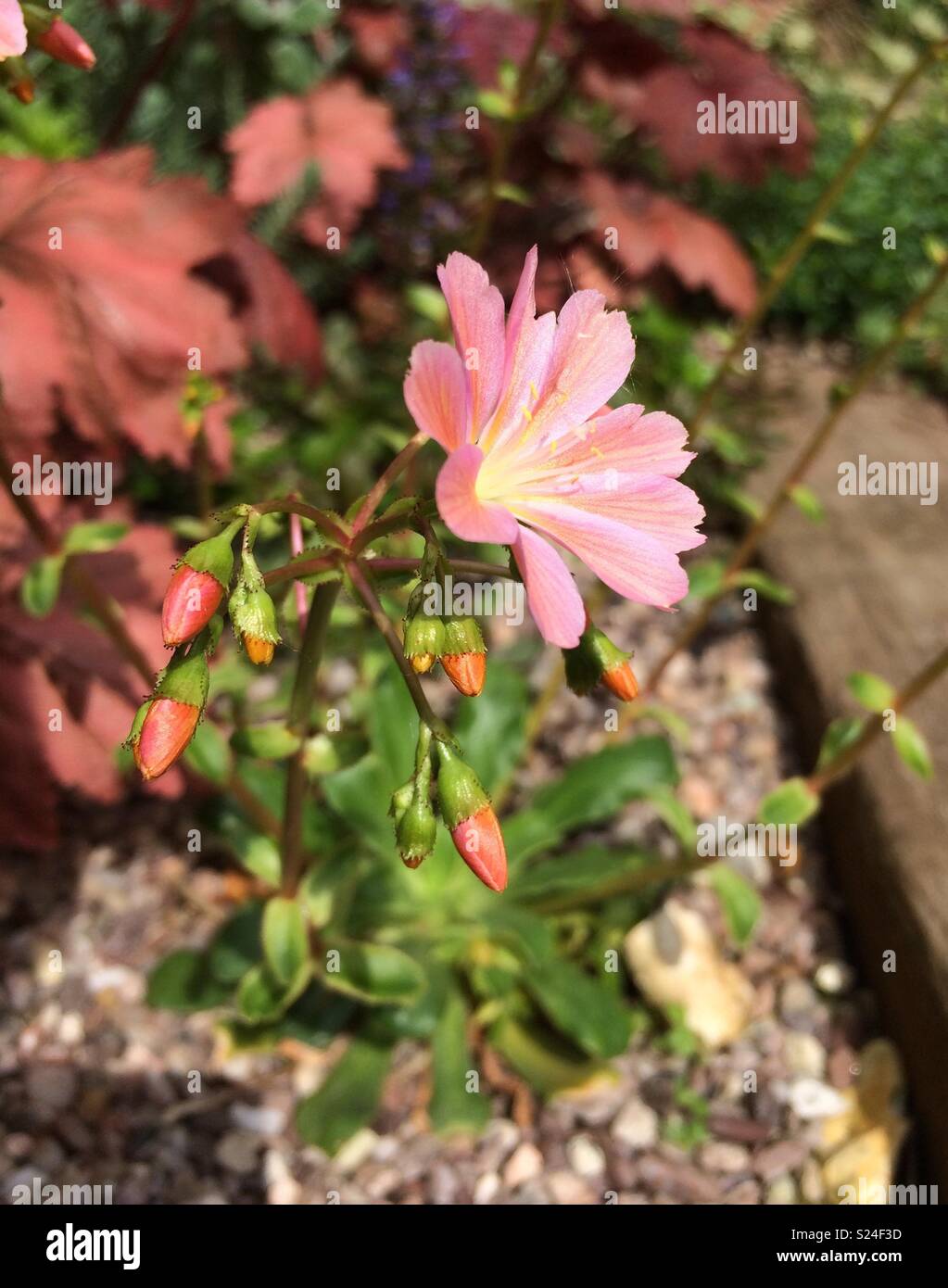 Alpine avec fleur rose Banque D'Images