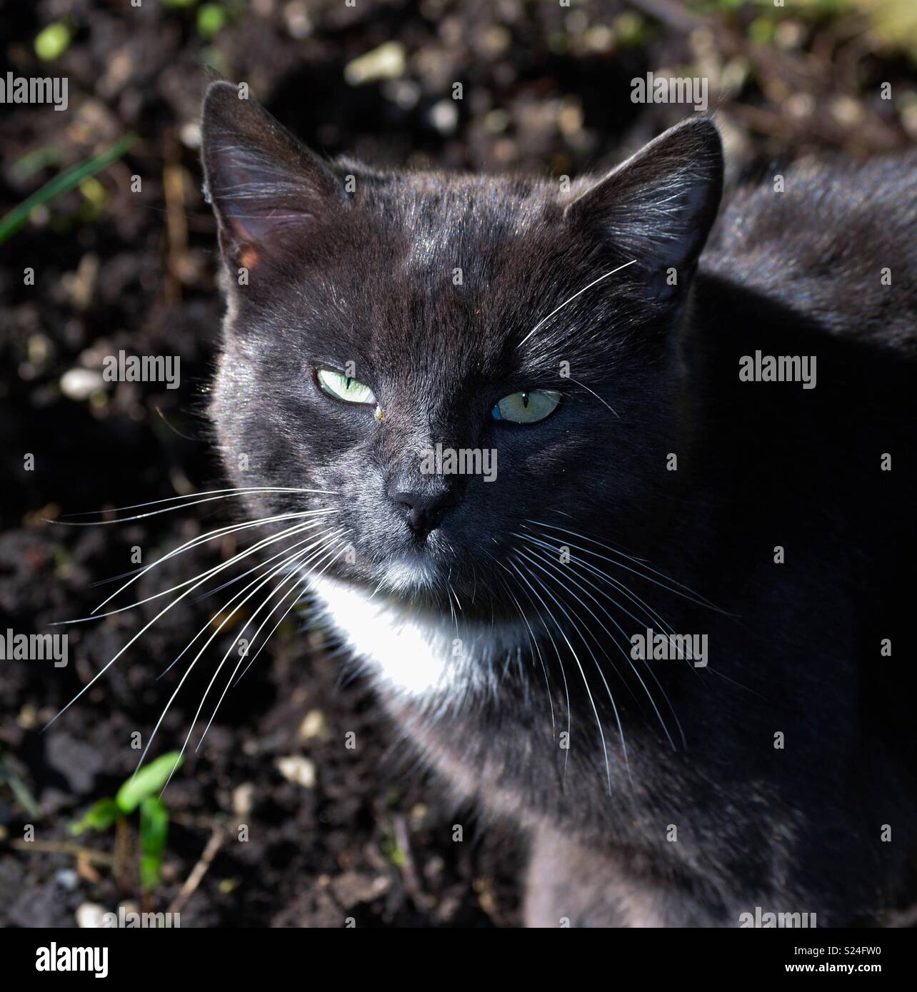 Chat blanc et gris Banque D'Images