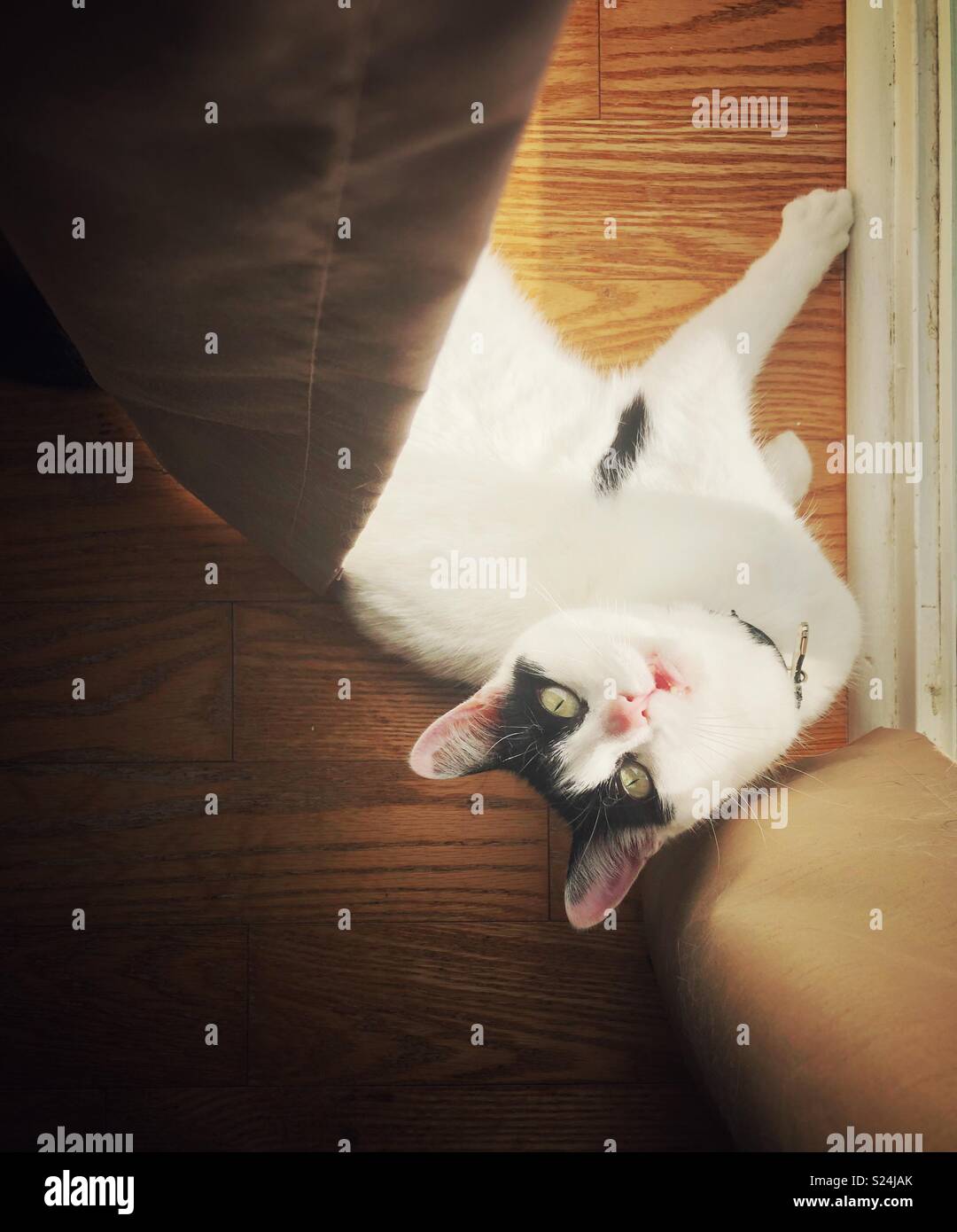 Shorthair domestique pose au sol par chat fenêtre ensoleillée avec bouche ouverte pendant un meow Banque D'Images