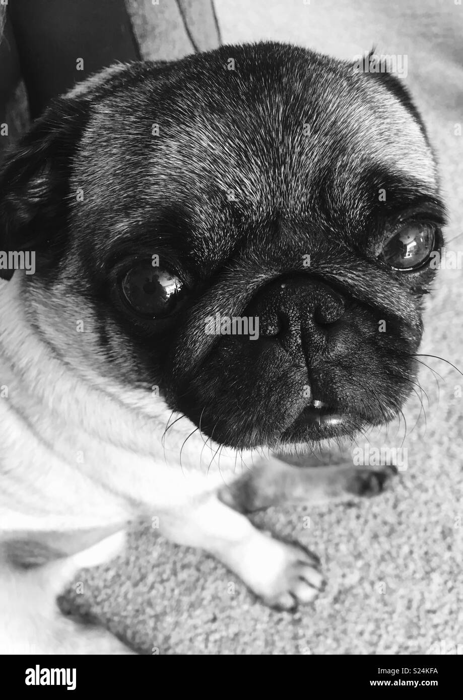 Le PUG dog assis sur un tapis dans le salon dans une chambre Banque D'Images