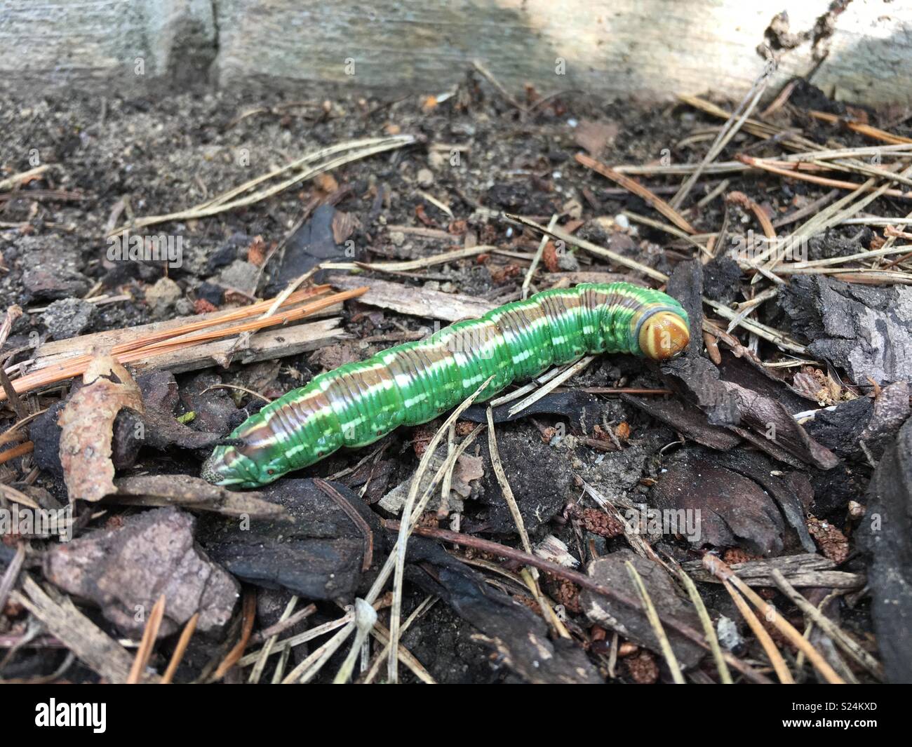 Hawk moth pin Caterpillar Banque D'Images