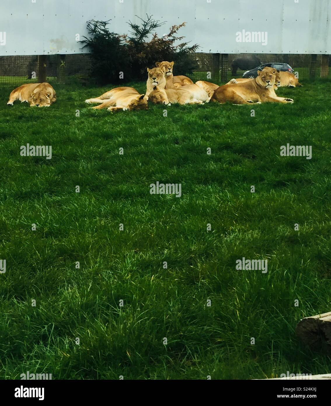 Lions au repos Banque D'Images