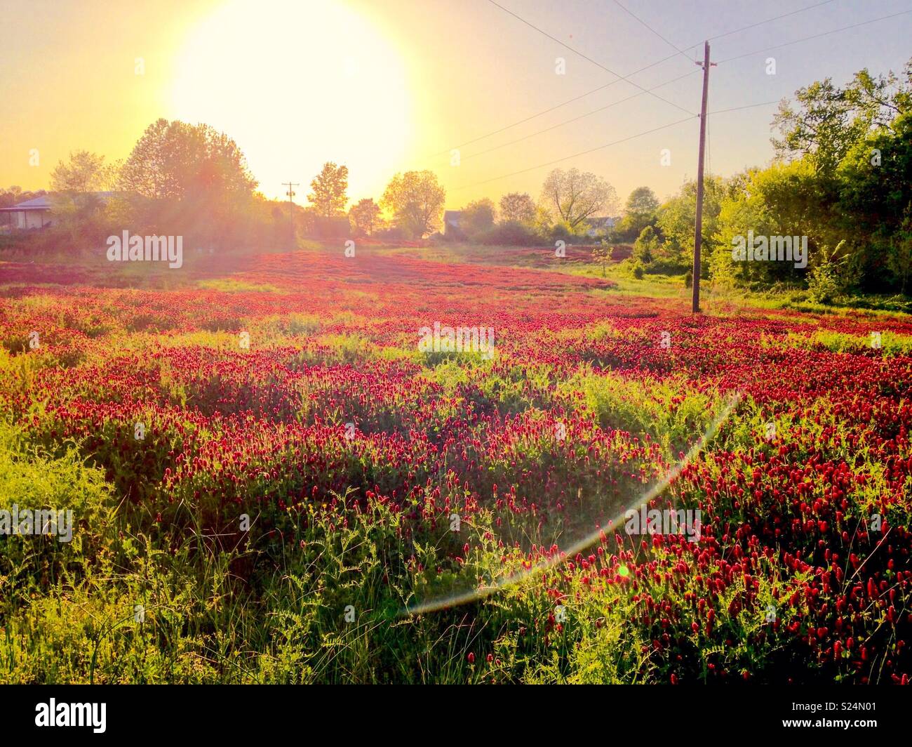 Soleil du matin brille golden sur le trèfle incarnat sur terrain ferme de la Caroline du Nord - Image de stock capturée avec un smartphone