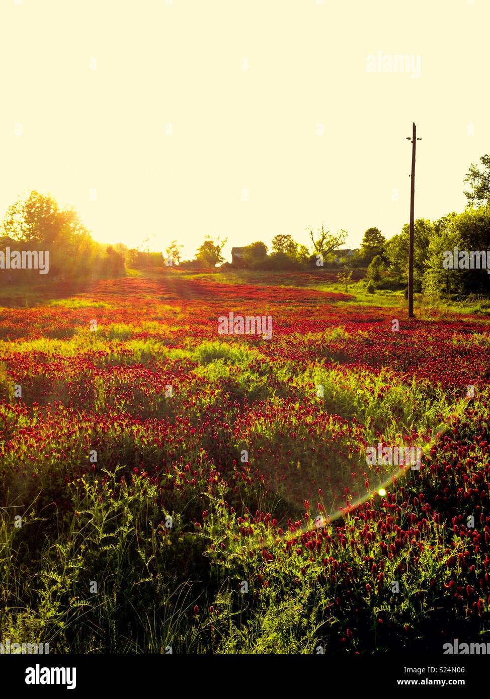 Des couleurs riches en matin tourné de trèfle incarnat sur terrain ferme de la Caroline du Nord - Image de stock capturée avec un smartphone