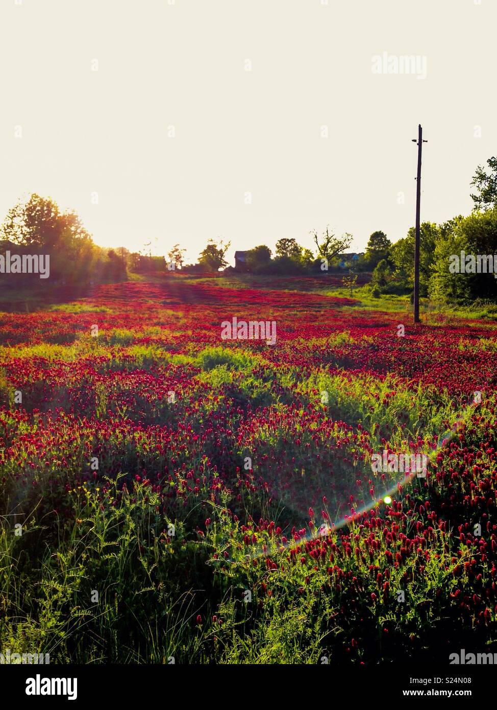 Le trèfle incarnat domaine baigné de soleil du matin sur la ferme de la Caroline du Nord - Image de stock capturée avec un smartphone