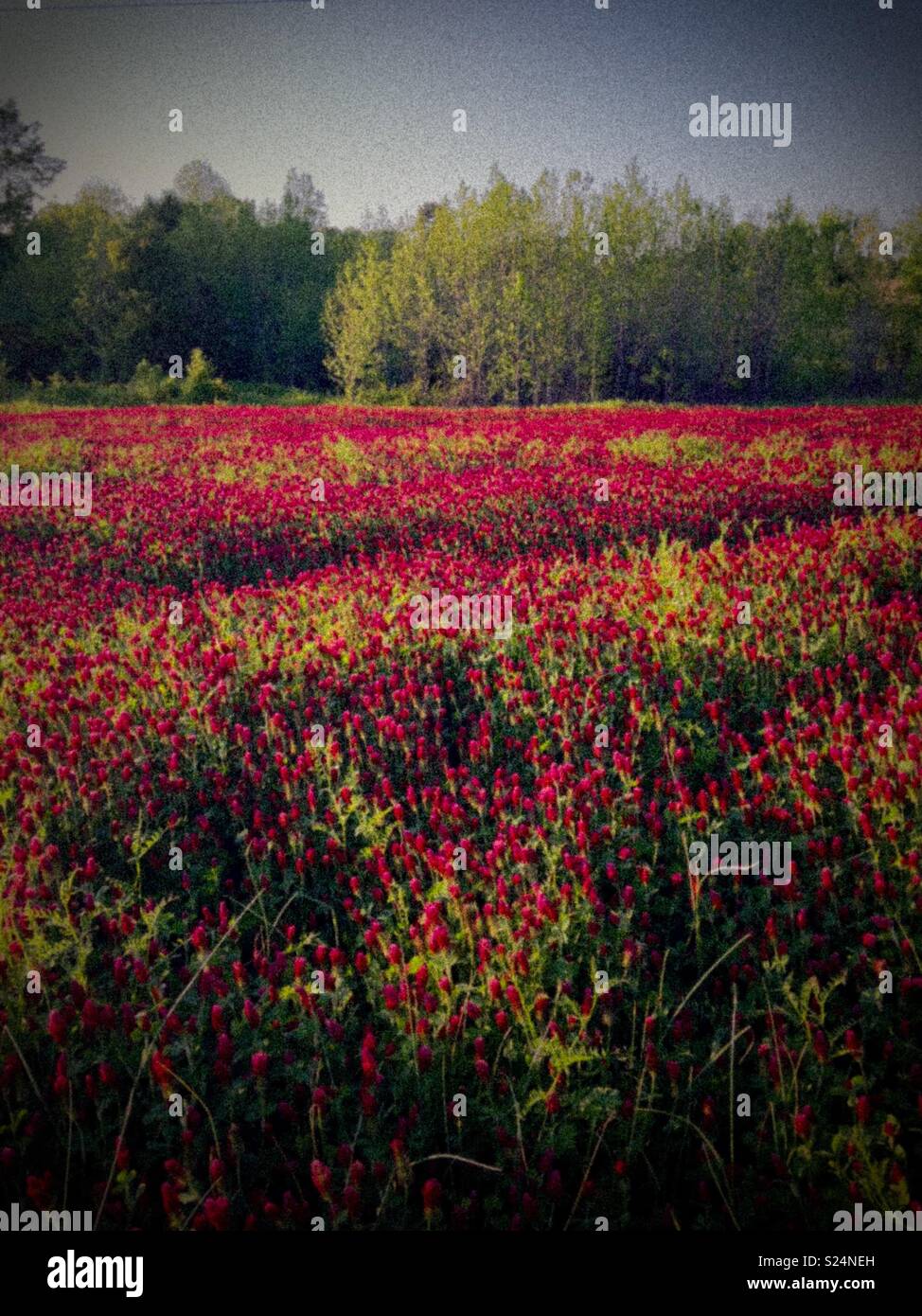 Vagues de trèfle incarnat sur ferme de la Caroline du Nord - Image de stock capturée avec un smartphone