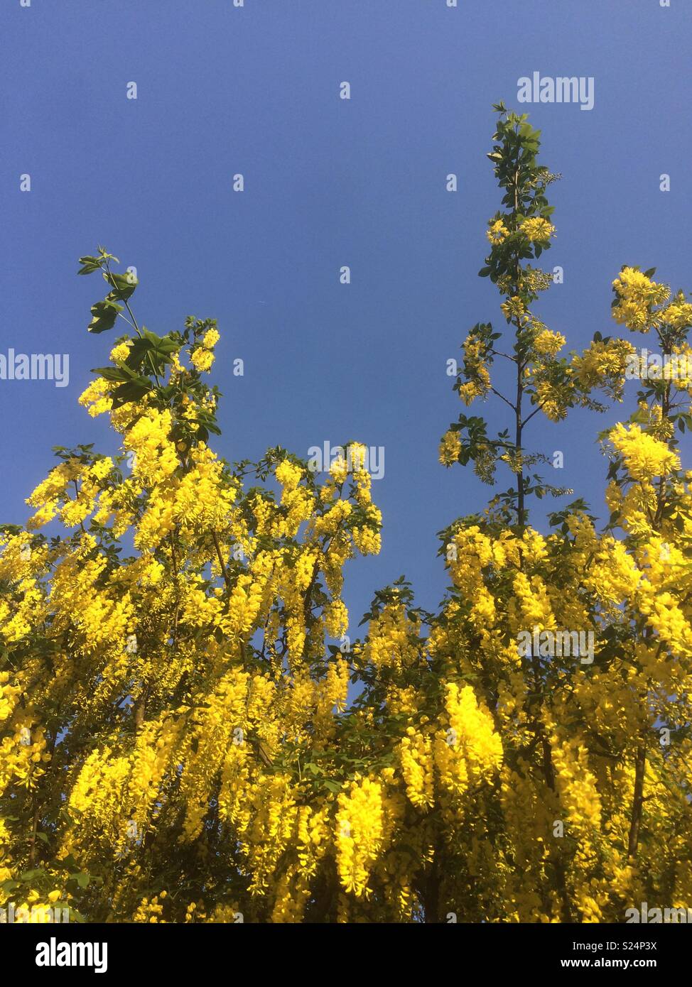 Arbre en fleurs Laburnum, Hampshire, Angleterre, Royaume-Uni. Banque D'Images