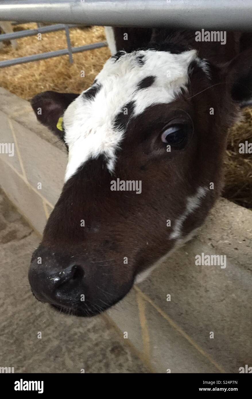 Vache fouineur - Image de stock capturée avec un smartphone