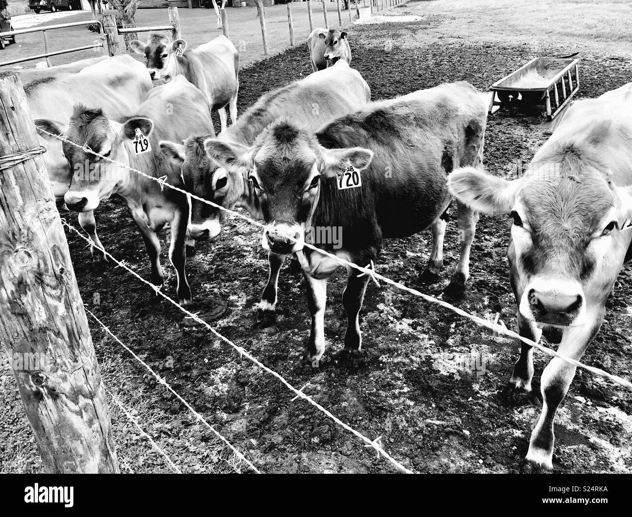 Vaches de Jersey en noir et blanc Banque D'Images