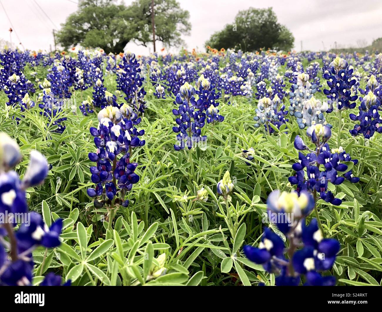 Texas bluebonnets sur l'image Banque D'Images