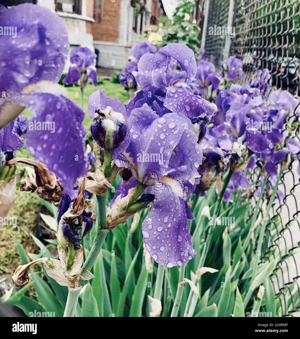 Iris mauve printemps fleurs ! Photo Stock - Alamy