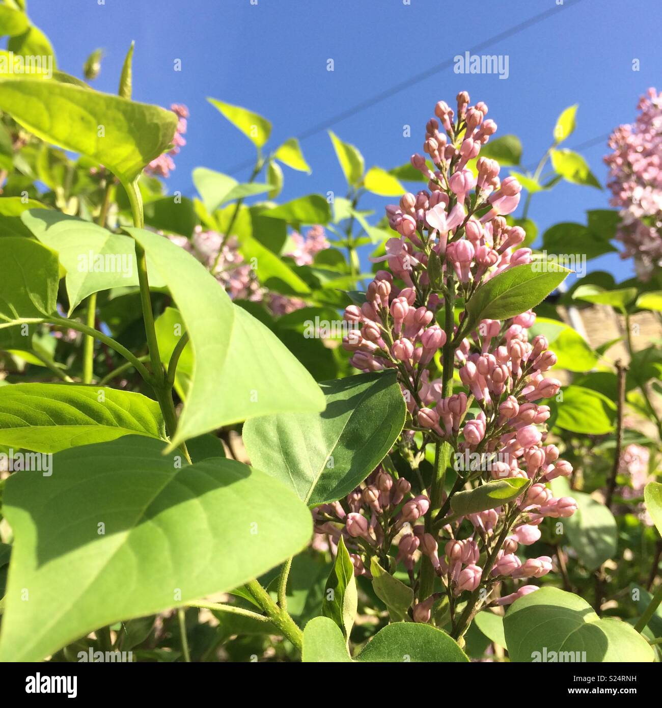 Lilac tree against blue sky Banque D'Images