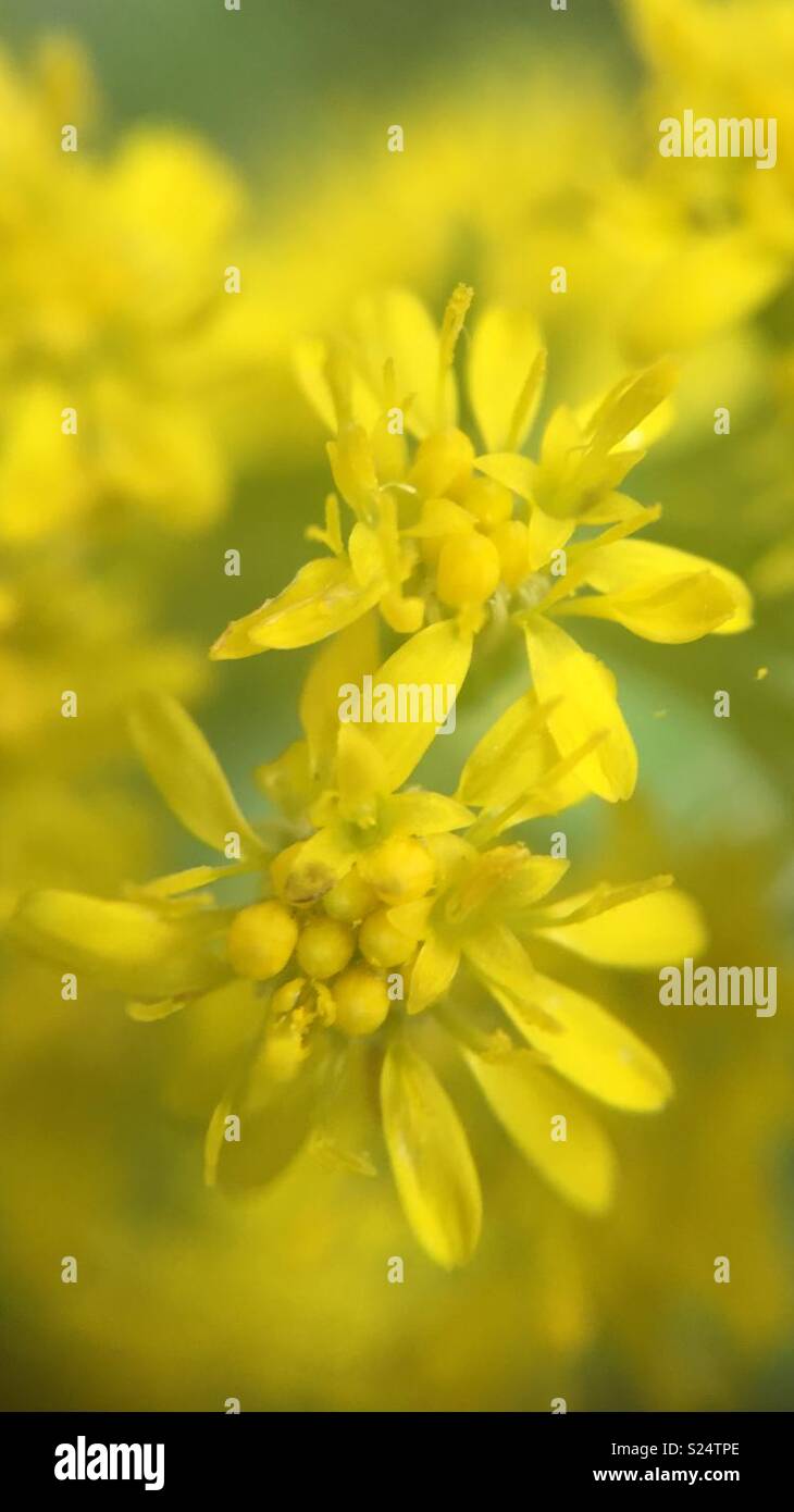 La tige d'or Solidago virgaurea (Fleurs) close up Banque D'Images