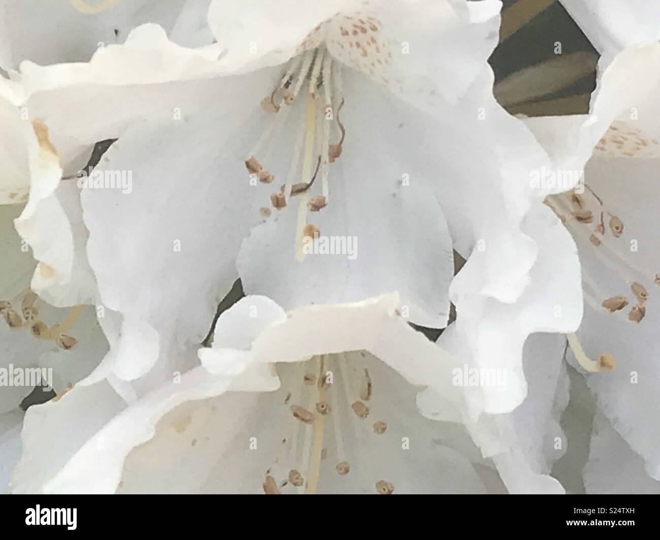 Belle fleur Rhododendron blanc Banque D'Images