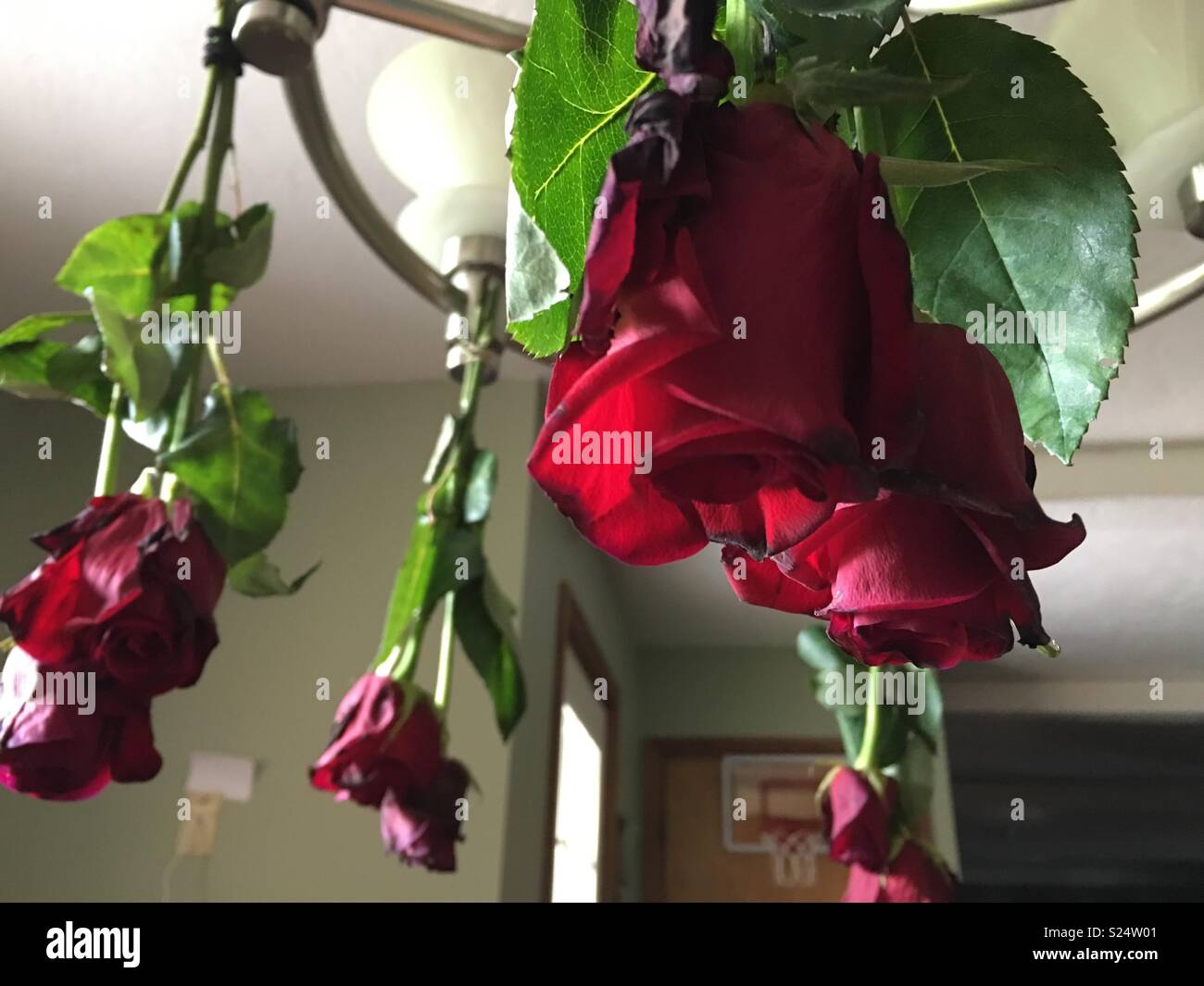 Comment faire sécher les roses rouges - Image de stock capturée avec un smartphone