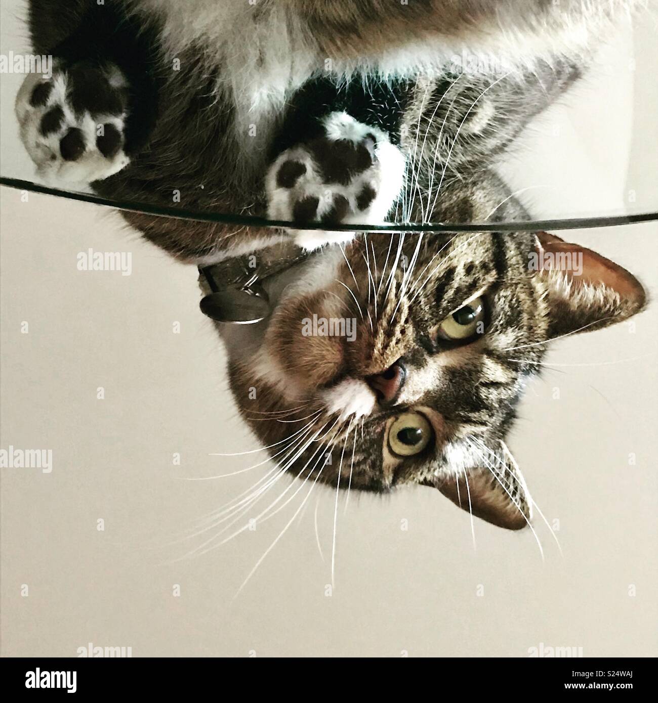 Chat Domestique Sur Une Table En Verre Photo Stock Alamy