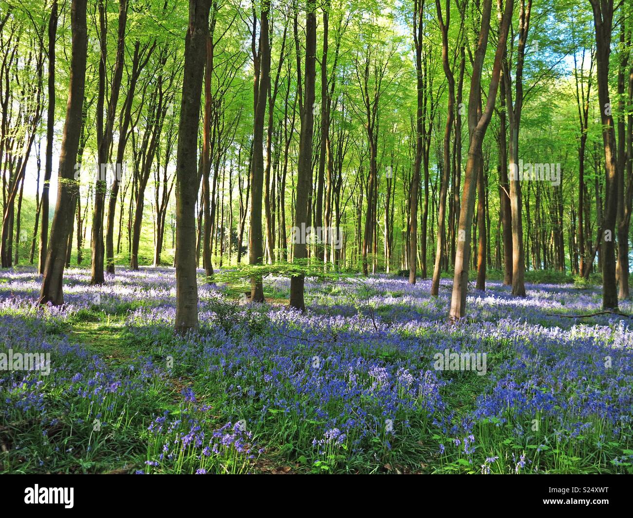 Au printemps bois bluebell Micheldever Banque D'Images