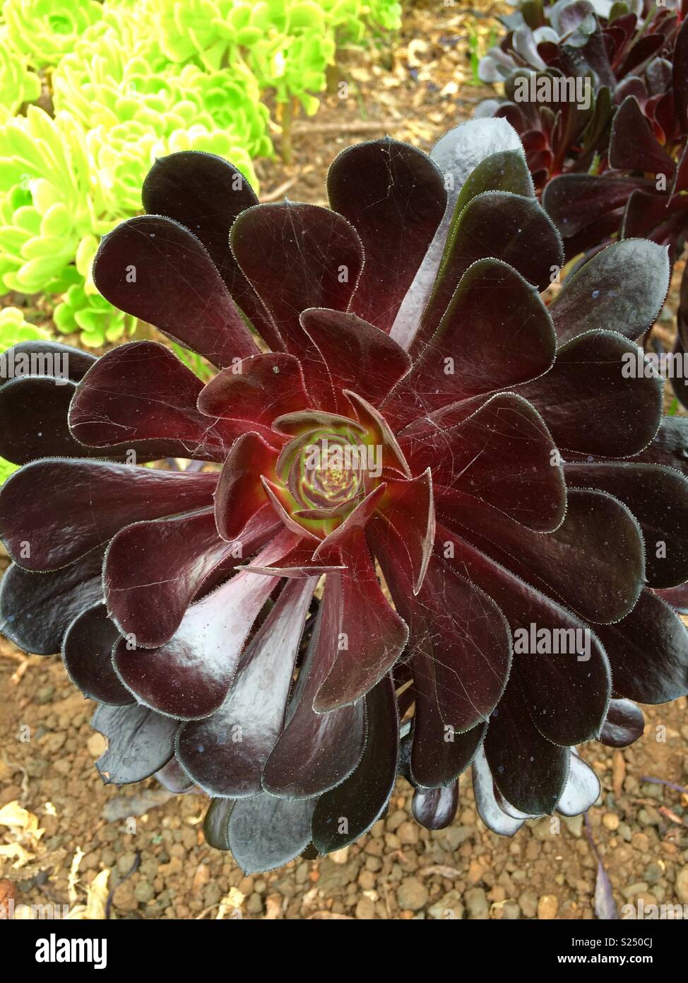 Bourgogne fleur dans le Jardin botanique de Funchal, Madère. Banque D'Images