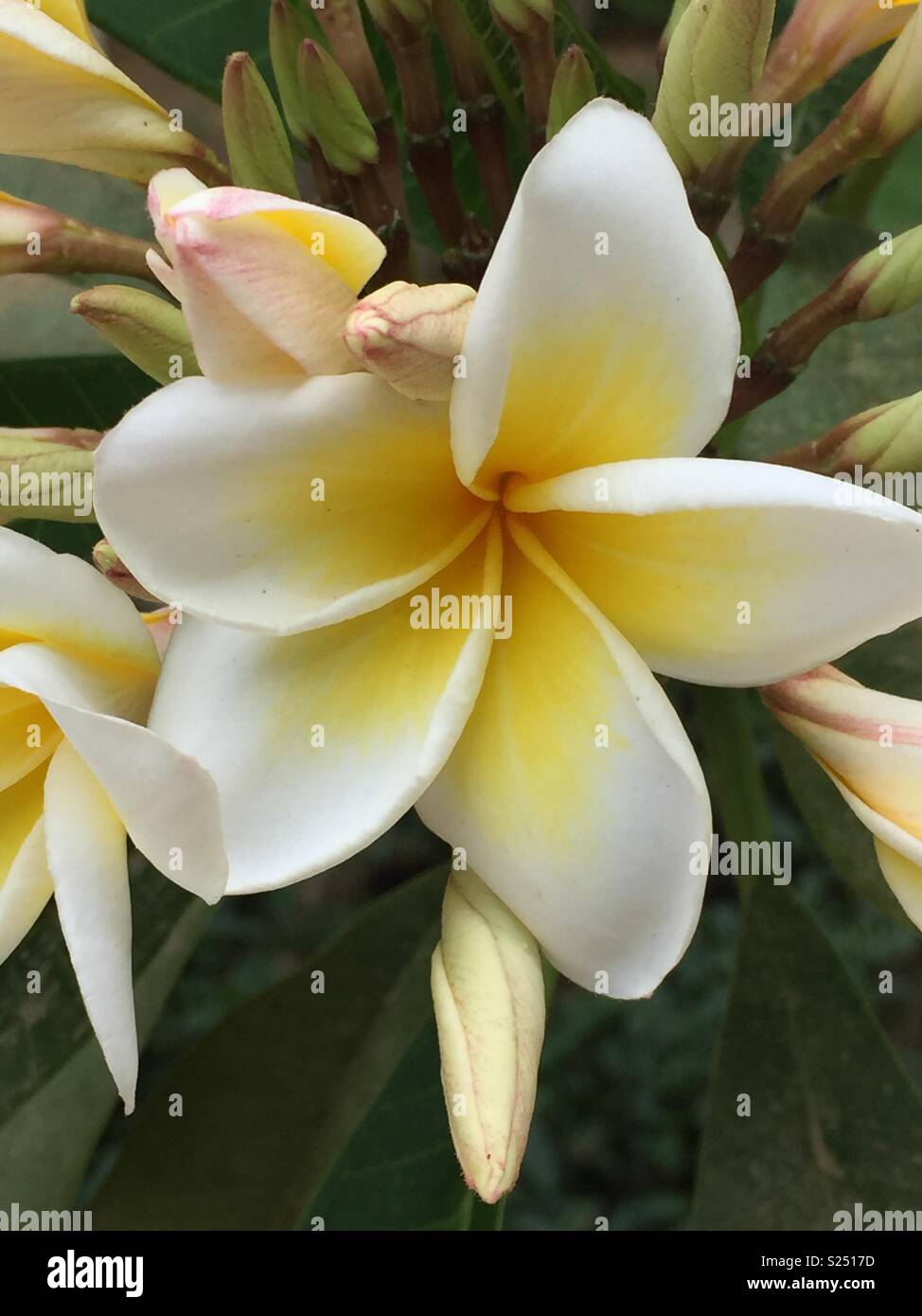 En Egypte Fleurs fleur blanche Photo Stock - Alamy
