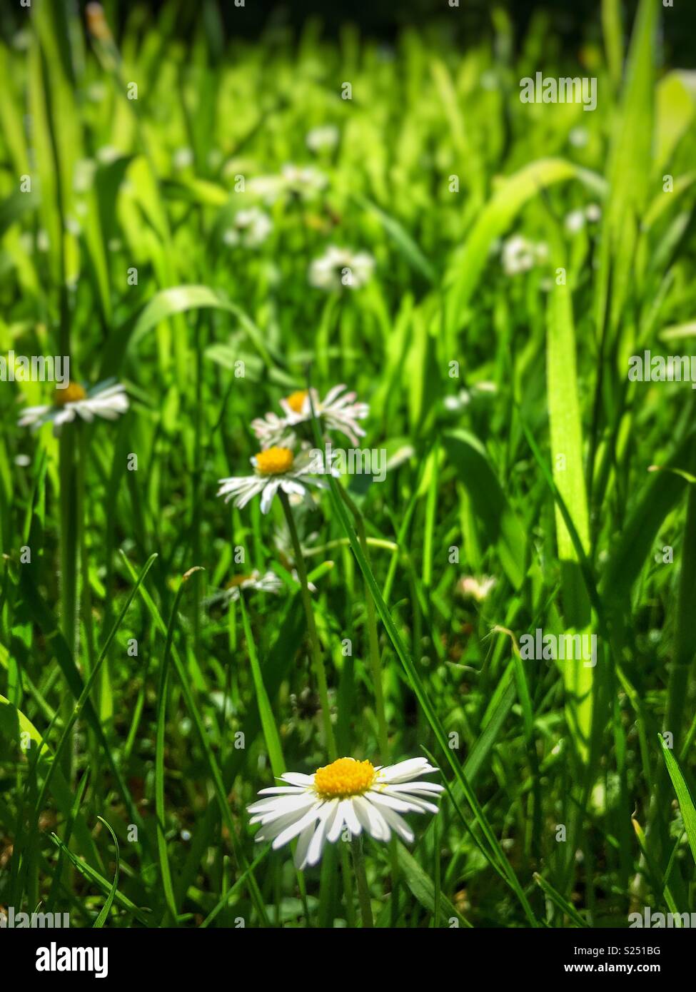 Pâquerettes dans l'herbe Banque D'Images