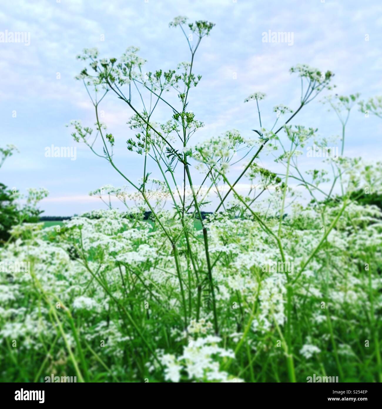 Close up of cow parsley sur le bord de voie Banque D'Images