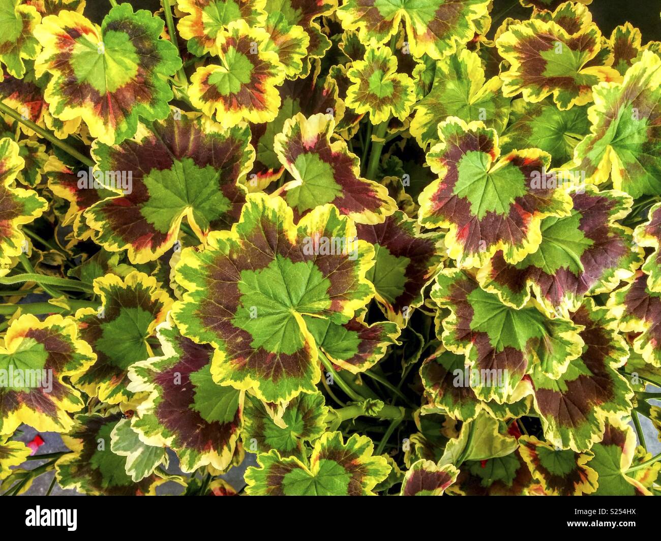 Feuilles d'un Pelargonium décoratif. Banque D'Images