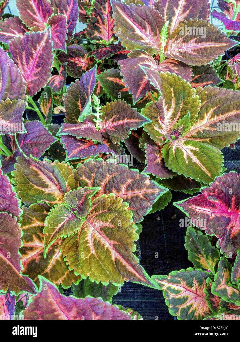 Feuilles décoratives de Coleus. Banque D'Images