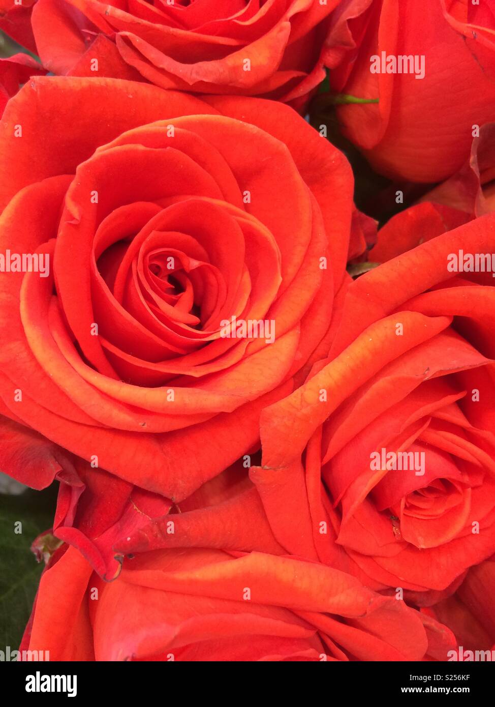 Roses rouges close-up - Image de stock capturée avec un smartphone