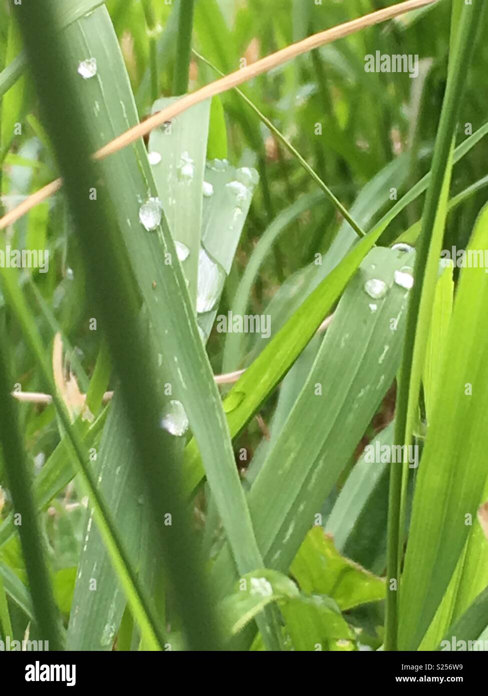 Close up of gouttes de pluie sur des brins d'herbe. Banque D'Images